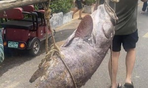 海口一渔民捕获巨型石斑鱼,目击者:个头跟猪差不多,要几个人抬着走